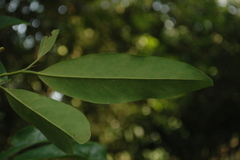 Gymnacranthera farquhariana